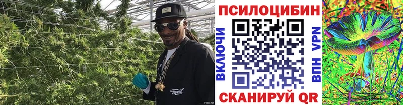 Галлюциногенные грибы Psilocybe  Короча 